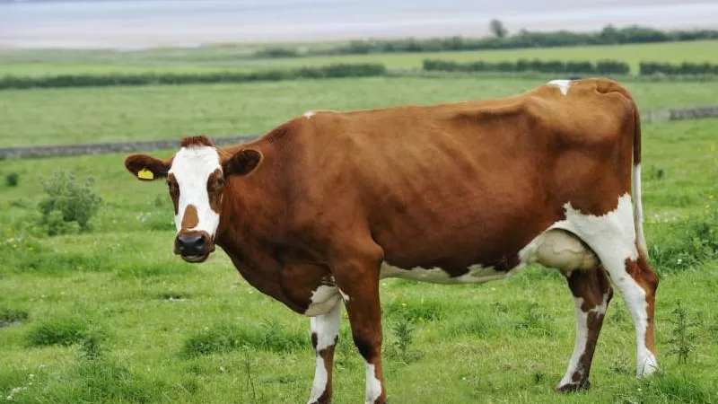 Ayrshires COW KENYA