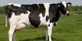 FRESHIAN cow