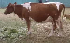 Guernsey COW IN KENYA