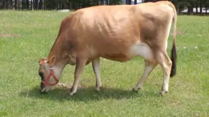 JERSEY cow kenya