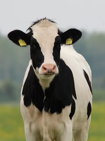 HOLSTEIN-FRIESIAN