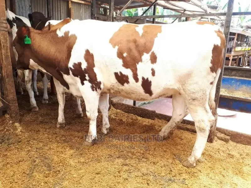 TOP BREED DAIRY COWS QUALITY PEDIGREE INCALF ARYSHIRES 