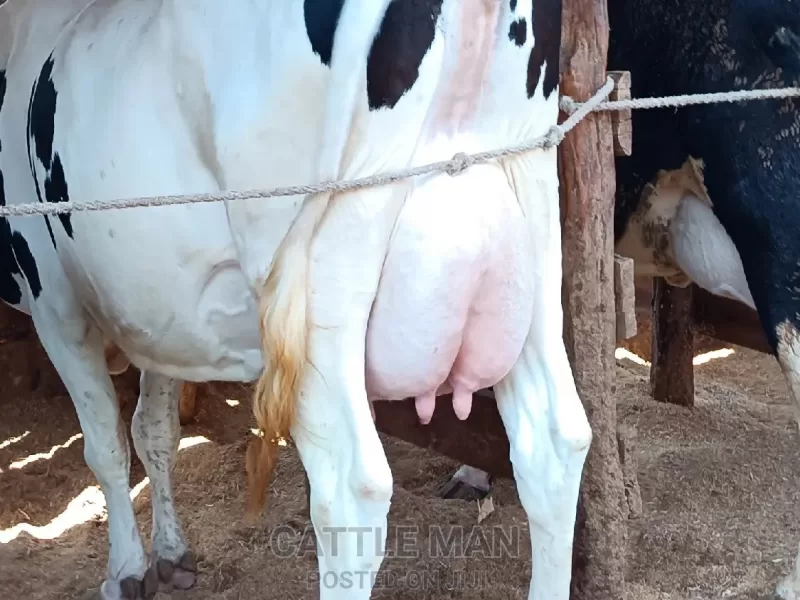 FRIESIAN DAIRY COWS 40+ LITRES PER DAY 