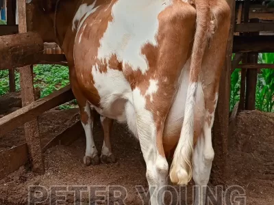 RED FRESHIAN COW PRODUCING 35LITRES OF MILK