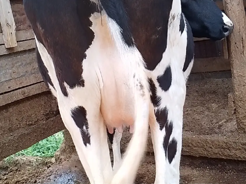 Pedigree 7 Months Incalf Friesian Heifer for Sale in Githunguri Kenya