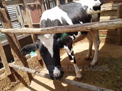 Pedigree 7 Months Incalf Friesian Heifer for Sale in Githunguri Kenya