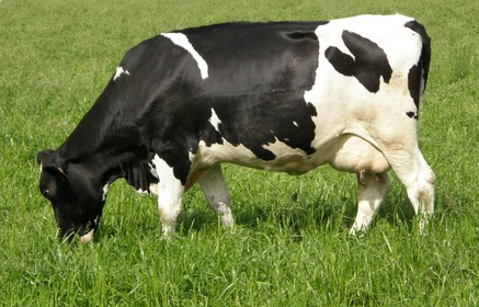 fresian-cow-bomet-kenya