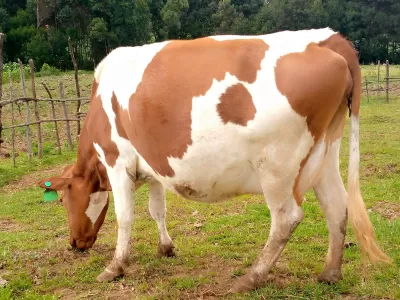 8MONTHS INCALF AYRSHIRE ON SALE AT KINANGOP NYANDARUA COUNTY