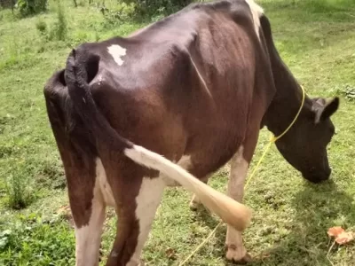 3 MONTHS INCALF MEDIUM FRISIAN FOR SALE AT LULUSIK, SACHANGWAN BOMET COUNTY