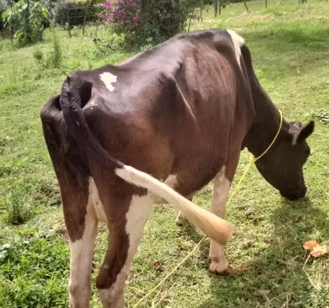 3 MONTHS INCALF MEDIUM FRISIAN FOR SALE AT LULUSIK, SACHANGWAN BOMET COUNTY