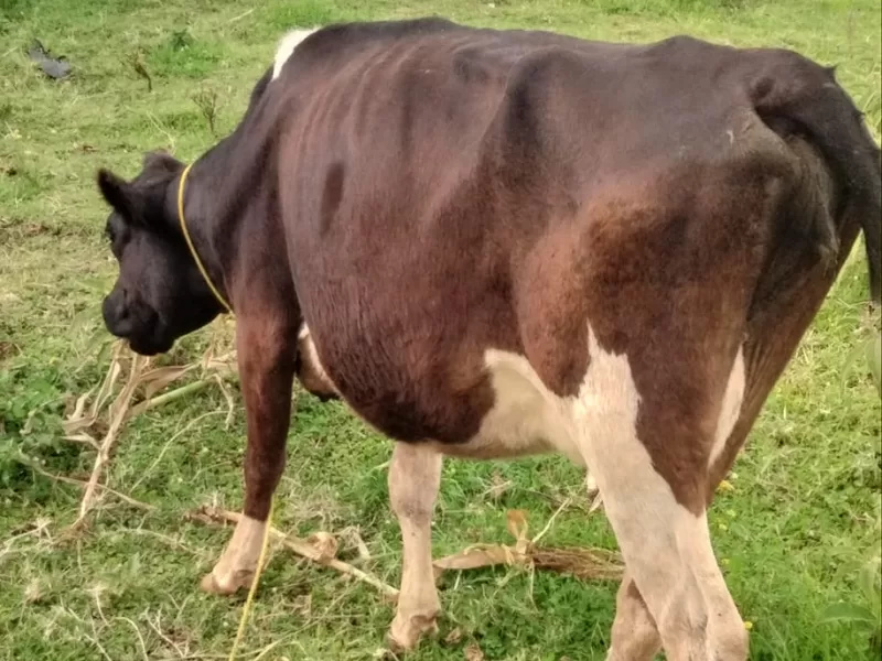 3 MONTHS INCALF MEDIUM FRISIAN FOR SALE AT LULUSIK, SACHANGWAN BOMET COUNTY