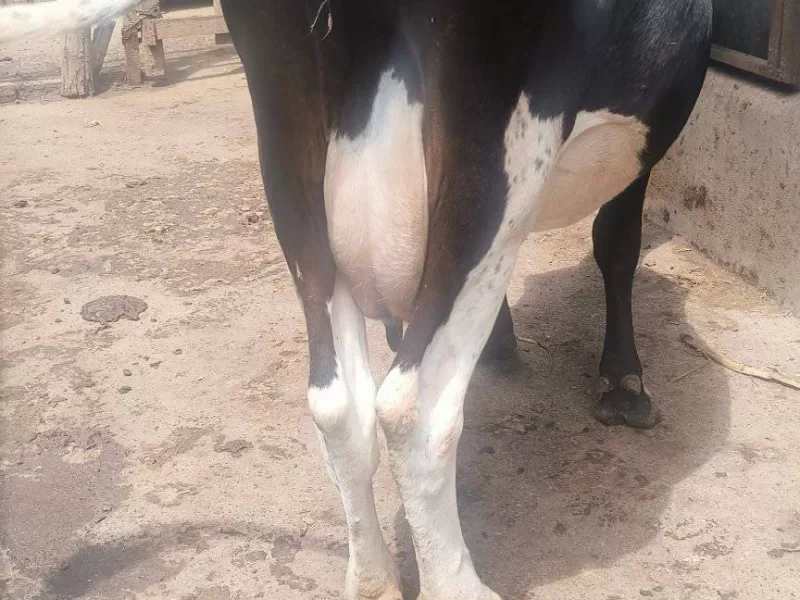 HOLSTEIN HEIFER FOR SALE AT MULOT NEAR NCPB