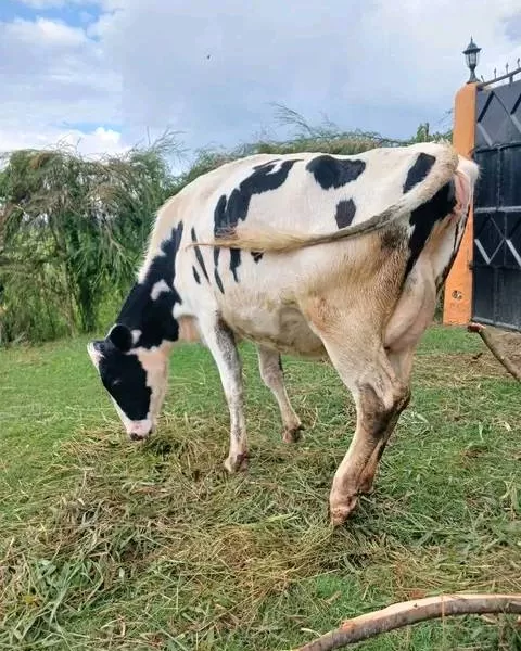 QUALITY AT IT'S BEST REHOMING PEDIGREE HOLSTEIN HEIFER FOR SALE AT KINANGOP NYANDARUA COUNTY  