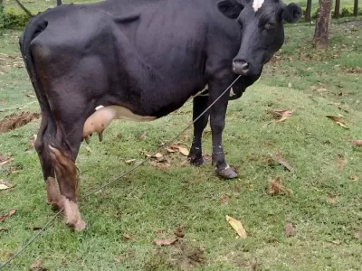 ON SALE 8LITRES PER DAY INCALF 5MONTHS AT KAPKATET