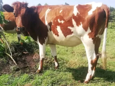 3.5 MONTHS INCALF AYRSHIRE HEIFER FOR SALE AT KAPSABET