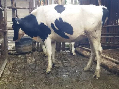 ON SALE SUPER GIANT HEIFERS AT KINANGOP