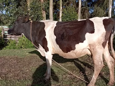 FRESHIAN 8 MONTHS INCALF 20 LITRE DAM ON SALE