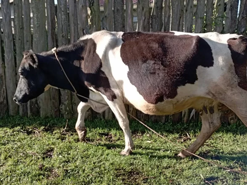 FRESHIAN 8 MONTHS INCALF 20 LITRE DAM ON SALE