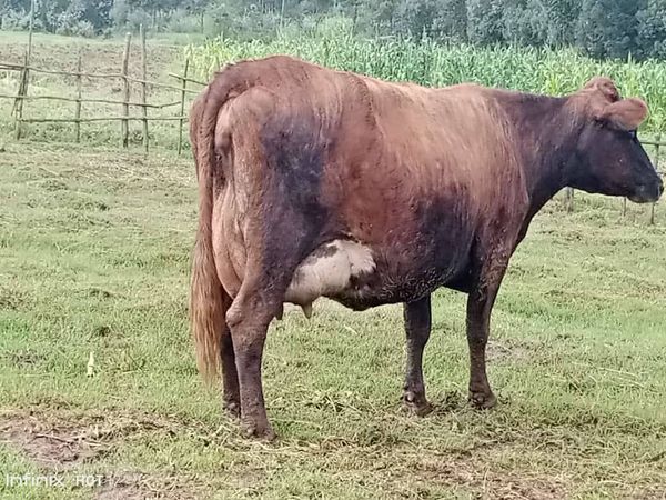 ON SALE HEAVILY INCALF HIGH YIELDER GUERNSEY COW FOR SALE