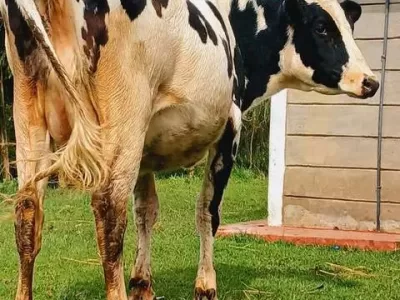 QUALITY AT IT'S BEST REHOMING PEDIGREE HOLSTEIN HEIFER FOR SALE AT KINANGOP NYANDARUA COUNTY  