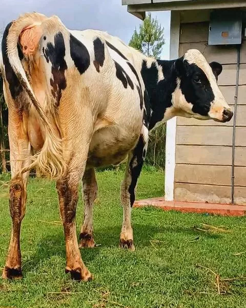 QUALITY AT IT'S BEST REHOMING PEDIGREE HOLSTEIN HEIFER FOR SALE AT KINANGOP NYANDARUA COUNTY  