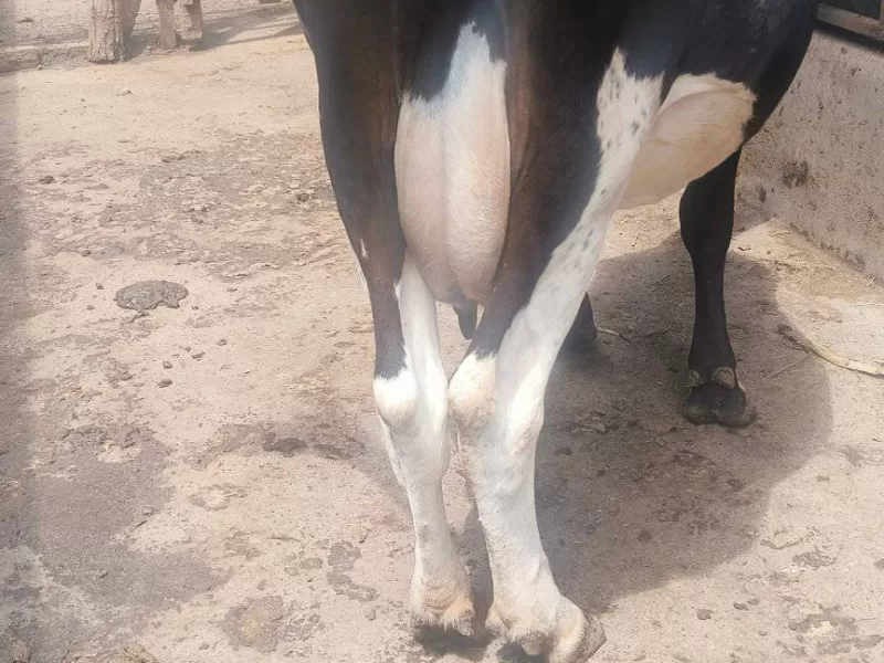 HOLSTEIN HEIFER FOR SALE AT MULOT NEAR NCPB