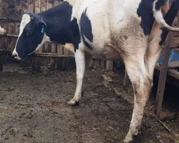 ON SALE SUPER GIANT HEIFERS AT KINANGOP