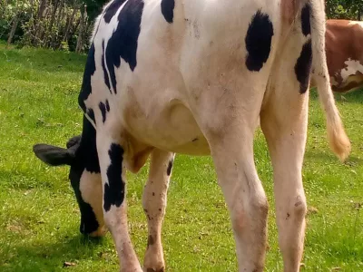 2 MONTHS INCALFED HEIFER FRESIAN HOLSTEIN FOR SALE AT KAPSABET