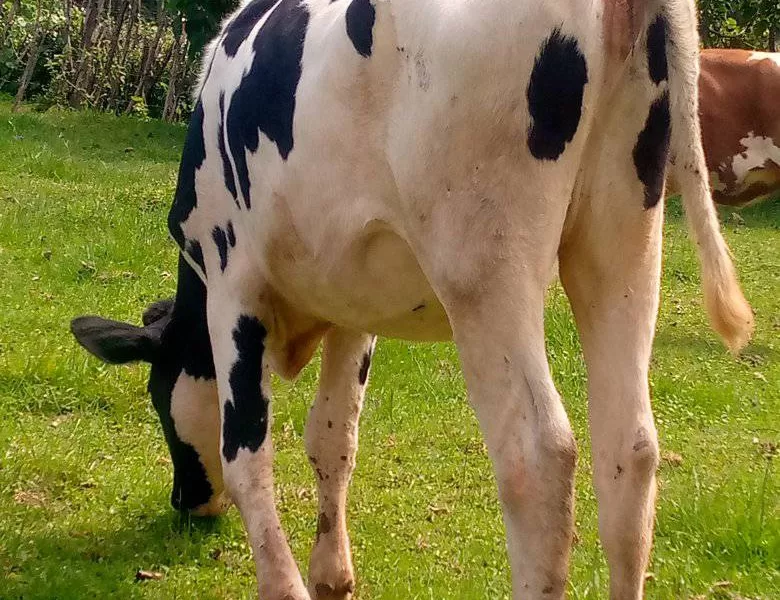 2 MONTHS INCALFED HEIFER FRESIAN HOLSTEIN FOR SALE AT KAPSABET