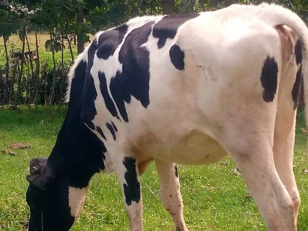 2 MONTHS INCALFED HEIFER FRESIAN HOLSTEIN FOR SALE AT KAPSABET