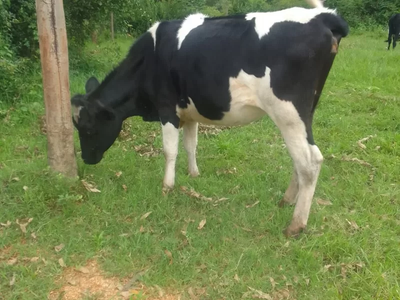 3 MONTHS INCALF GIANT FRESIAN HEIFER FOR SALE AT SOTIK