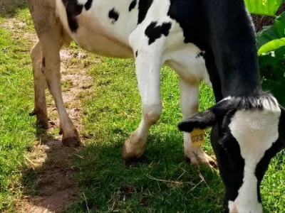 4 MONTHS INCALF FRESHIAN FOR SALE AT LITEIN BURETI