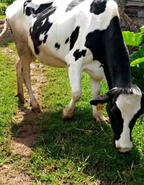 4 MONTHS INCALF FRESHIAN FOR SALE AT LITEIN BURETI