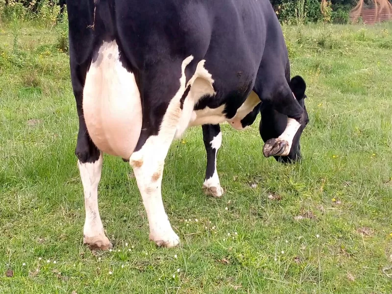 ON SALE SUPER PEDIGREE HEAVILY INCALF HIGHYIELDER 8.5MNTHS INCALF KINANGOP NYANDARUA COUNTY