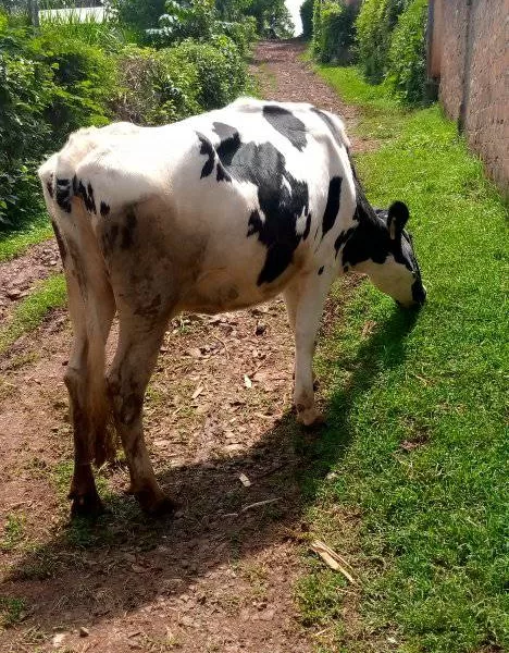 4 MONTHS INCALF FRESHIAN FOR SALE AT LITEIN BURETI