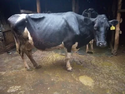 2 MONTHS INCALF HOLLSTEIN FRESHIAN FOR SALE AT BOITO