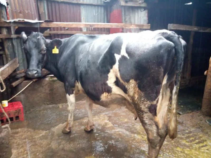 2 MONTHS INCALF HOLLSTEIN FRESHIAN FOR SALE AT BOITO