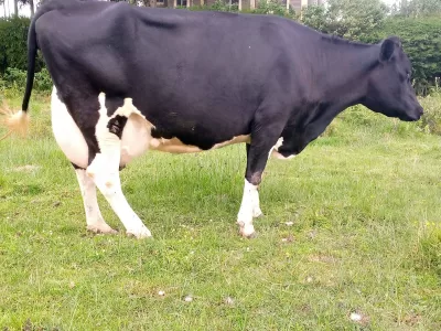 ON SALE SUPER PEDIGREE HEAVILY INCALF HIGHYIELDER 8.5MNTHS INCALF KINANGOP NYANDARUA COUNTY