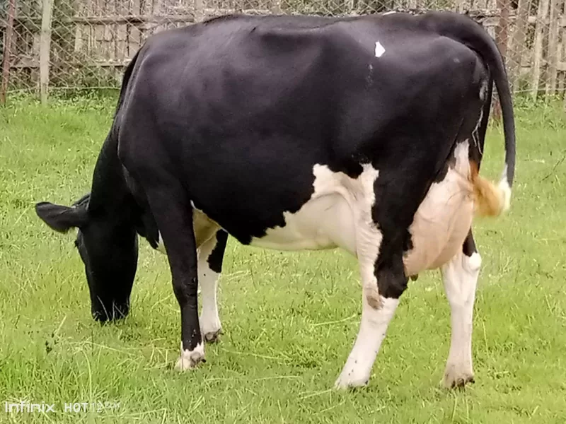 ON SALE SUPER PEDIGREE HEAVILY INCALF HIGHYIELDER 8.5MNTHS INCALF KINANGOP NYANDARUA COUNTY