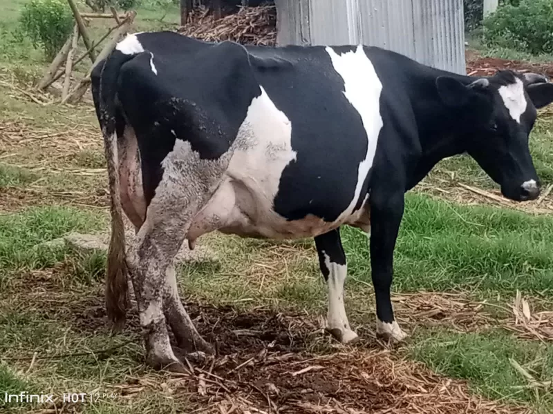 SUPER PEDIGREE HIGH YIELDER LACTACTING FRESHIAN COW AVAILABLE AT NJABINI NYANDARUA COUNTY