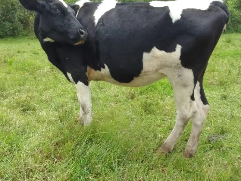 3 MONTHS INCALF GIANT FRESIAN HEIFER FOR SALE AT SOTIK