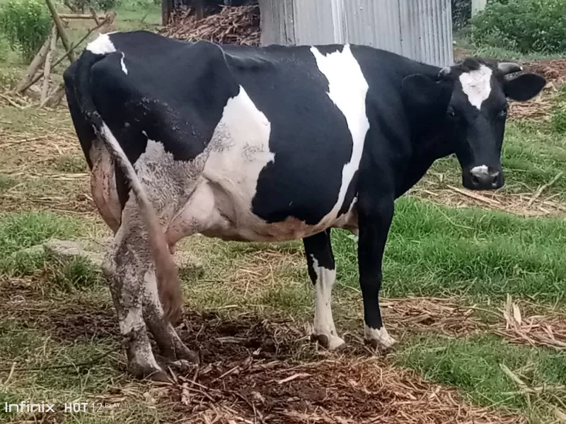 SUPER PEDIGREE HIGH YIELDER LACTACTING FRESHIAN COW AVAILABLE AT NJABINI NYANDARUA COUNTY