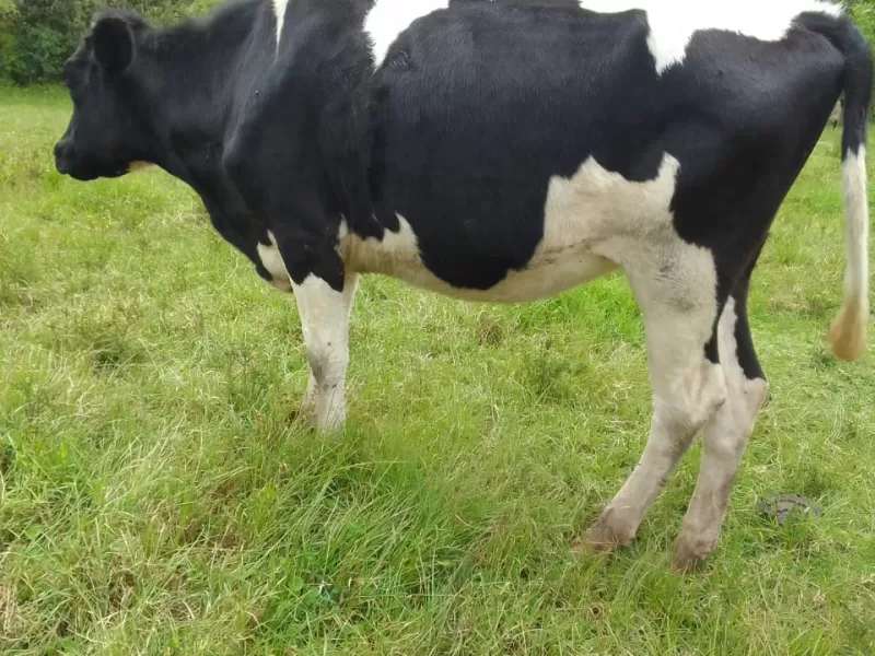 3 MONTHS INCALF GIANT FRESIAN HEIFER FOR SALE AT SOTIK