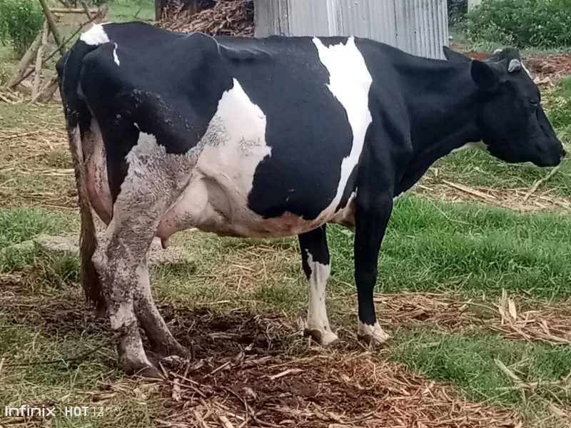 SUPER PEDIGREE HIGH YIELDER LACTACTING FRESHIAN COW AVAILABLE AT NJABINI NYANDARUA COUNTY