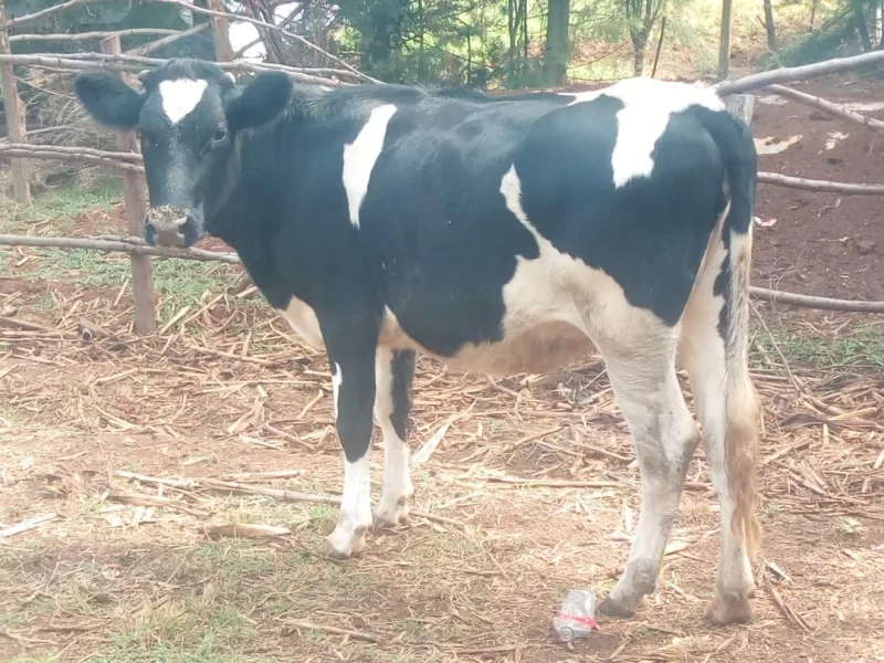 BULLYING FRESHIAN HEIFERS ON SALE IN ELDORET