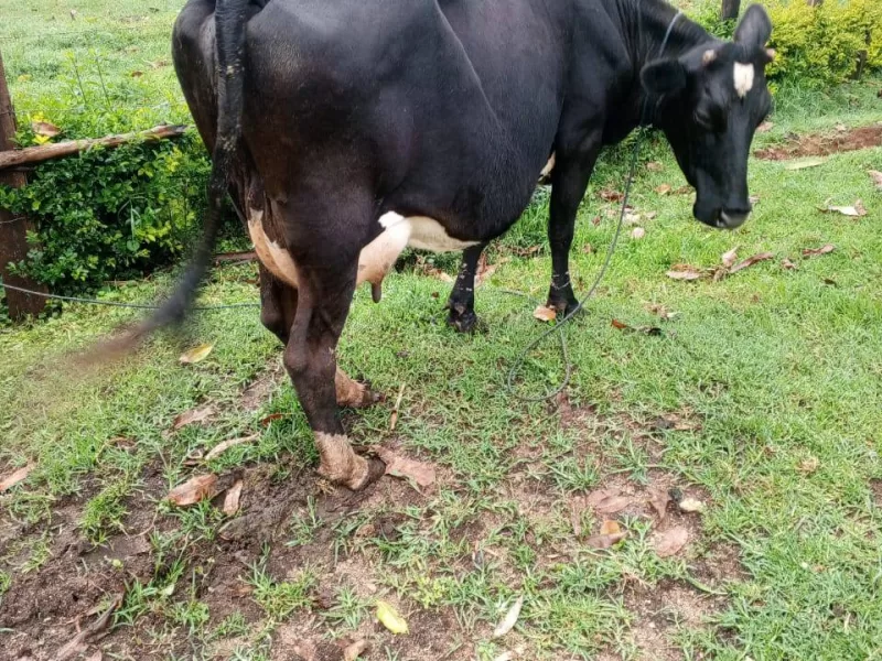 4 MONTHS INCALF QUALITY MEDIUM SIZE FRIESHIAN COW FOR SALE AT BOMET SOTIK