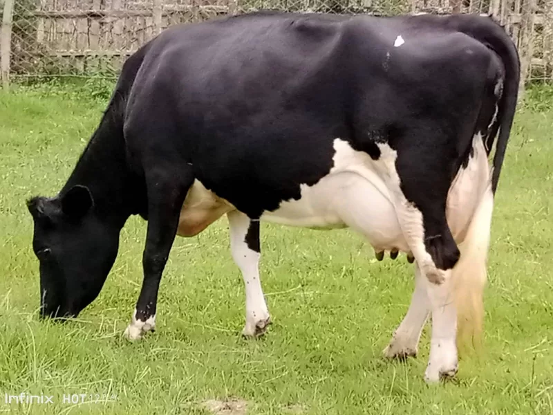 ON SALE SUPER PEDIGREE HEAVILY INCALF HIGHYIELDER 8.5MNTHS INCALF KINANGOP NYANDARUA COUNTY