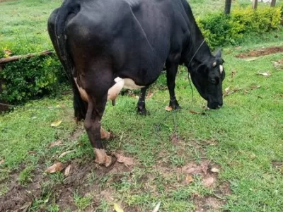 4 MONTHS INCALF QUALITY MEDIUM SIZE FRIESHIAN COW FOR SALE AT BOMET SOTIK