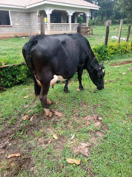 4 MONTHS INCALF QUALITY MEDIUM SIZE FRIESHIAN COW FOR SALE AT BOMET SOTIK