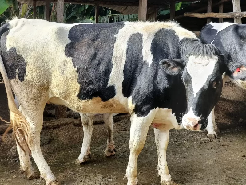 PEDIGREE HOLSTEIN X FRESHIAN INCALF HEIFER FOR SALE